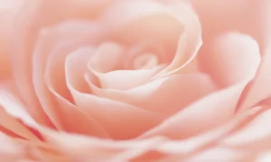 Light pink rose