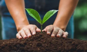 Person Planting