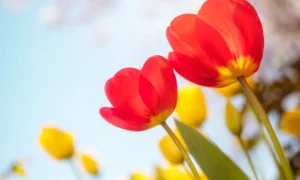 Red tulips