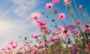Pink flowers and a blue sky